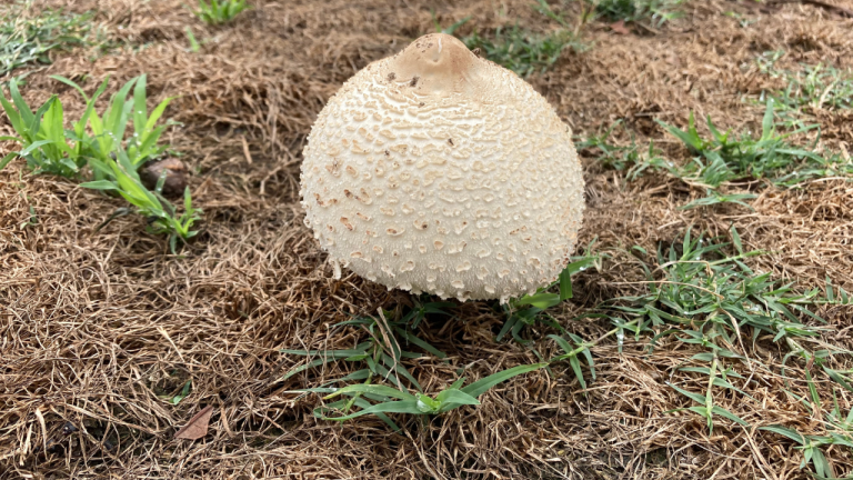 Fairy Ring Fruiting Bodies