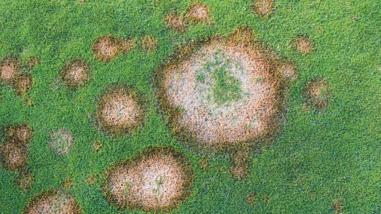 Microdocium patch (c) Syngenta