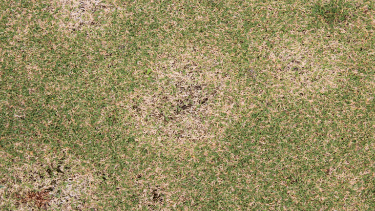 Spring Dead Spot (c) Syngenta