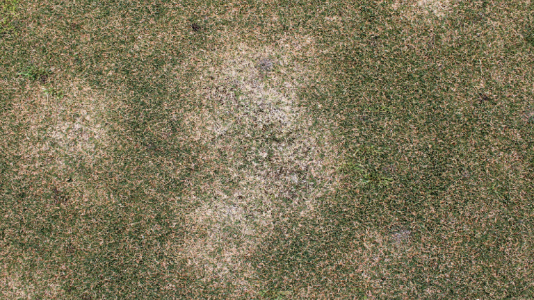 Spring Dead Spot (c) Syngenta