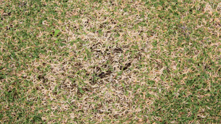 Spring Dead Spot (c) Syngenta