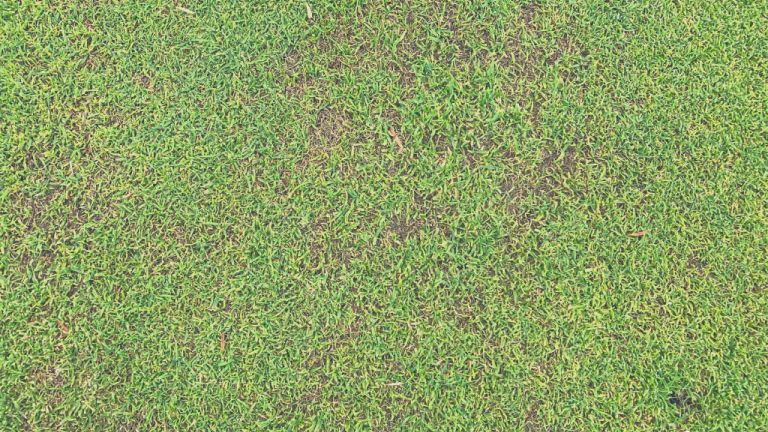 Anthracnose attacking the Poa in a Poa-Bent Green