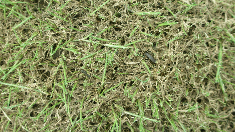 Lawn armyworms amongst turf that they have damaged