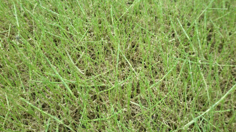 Close up of damage to turf from Lawn armyworms