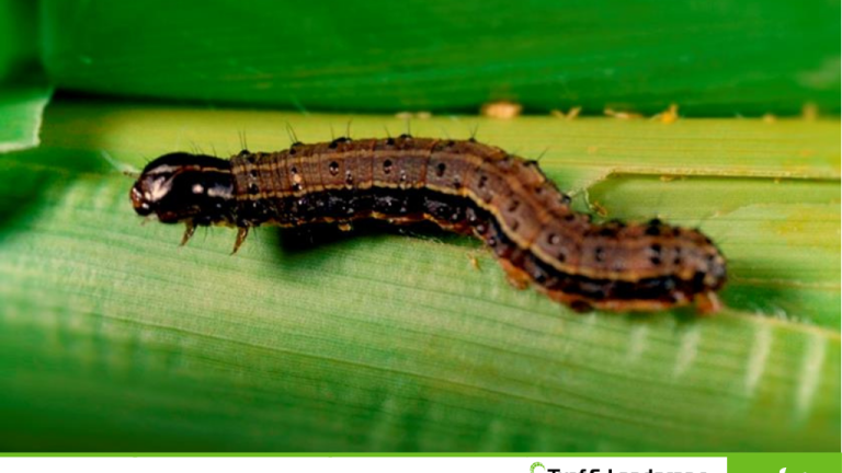 Fall armyworm