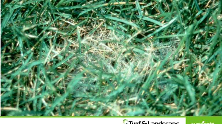Pythium disease