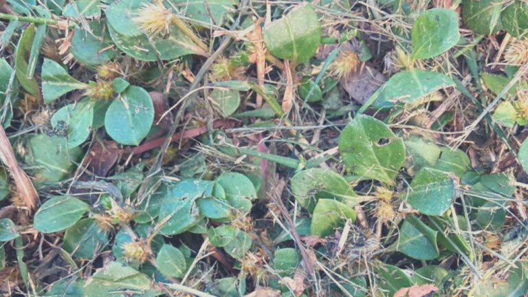 Khaki Weed 