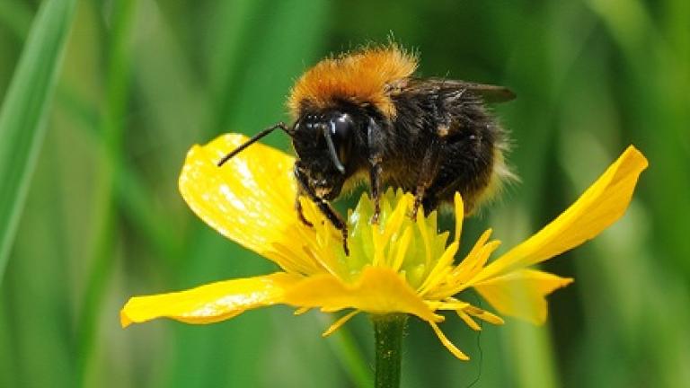 Operation Pollinator Bee on yellow flower