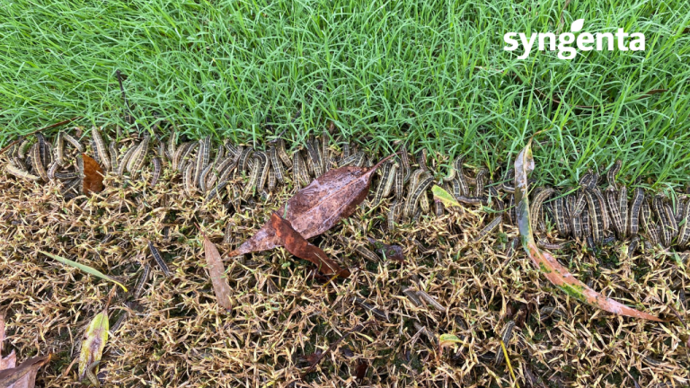 Lawn Armyworm damage in a line