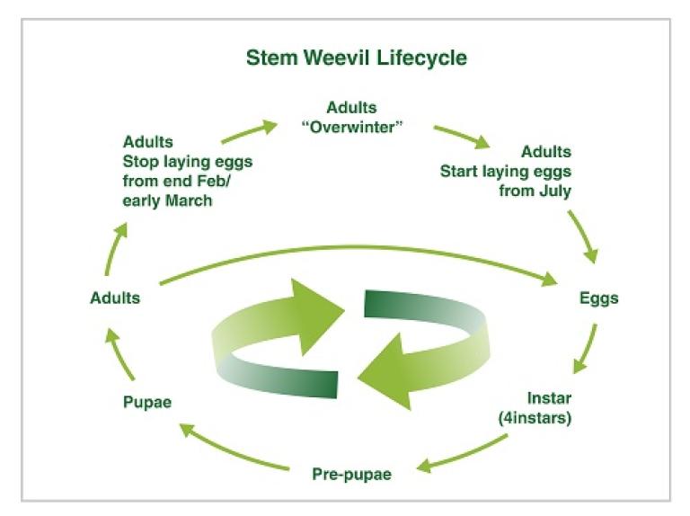 ASW Lifecycle