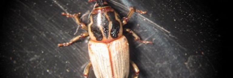 Billbug Adult