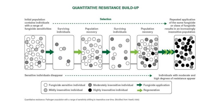 Quantitative pathogen population diagram