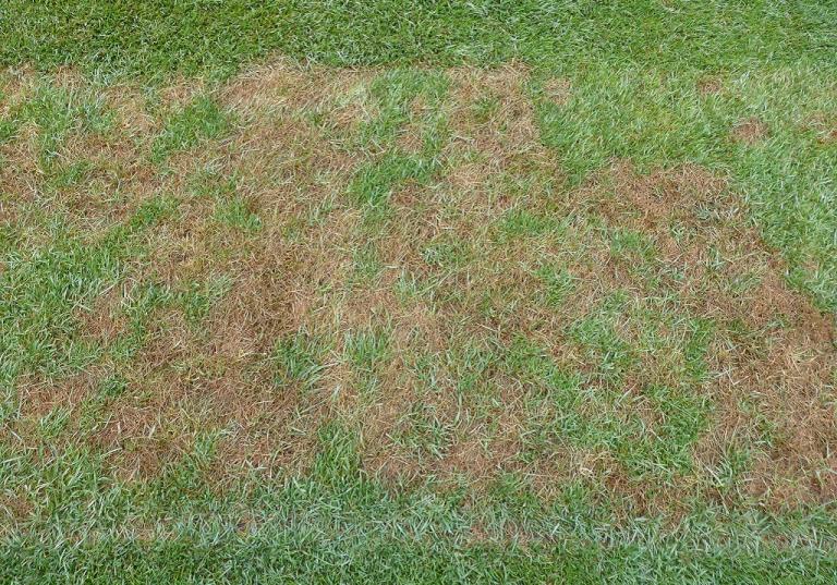 Pythium damage