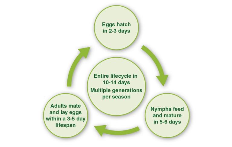 Mite Life Cycle