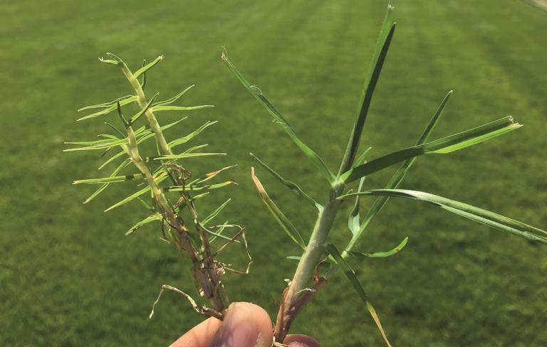 Mite affected Kikuyu on left with stunting and discolouring and healthy Kikuyu on right.