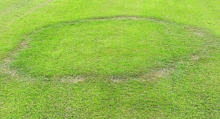 Type I Fairy Ring Disease, image from UK