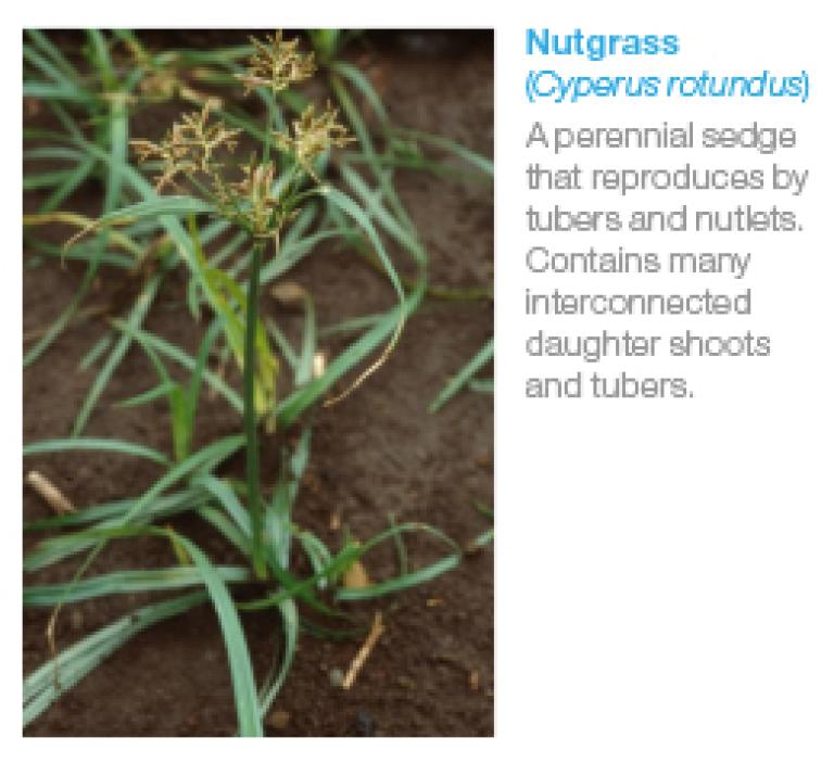 Nutgrass (Cyperus rotundus)