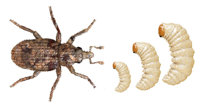 Stem Weevil Adult Larvae