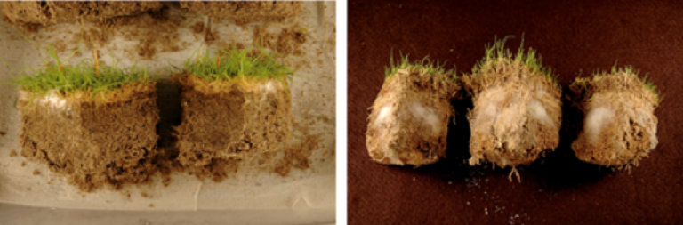 Fairy Ring mycelium