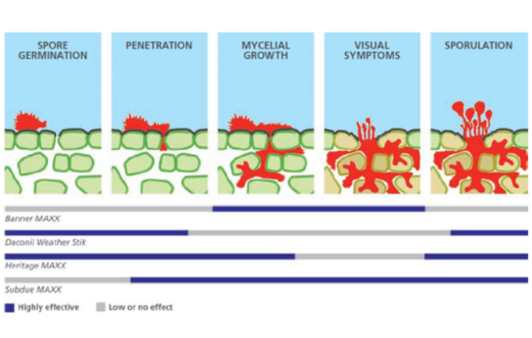 Disease Spore Germination