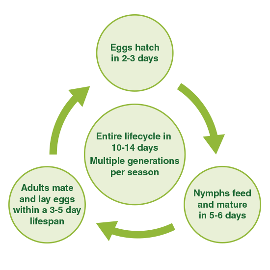 Mite Lifecycle