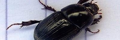 Adult Black Beetle