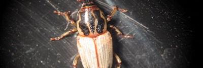 Billbug Adult