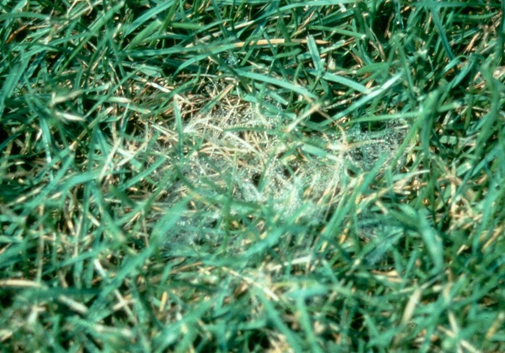 Pythium Leaf Blight