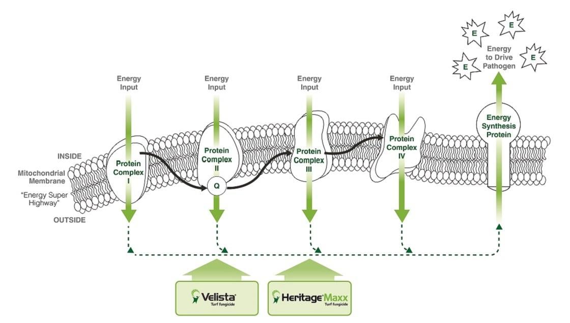 How VELISTA works