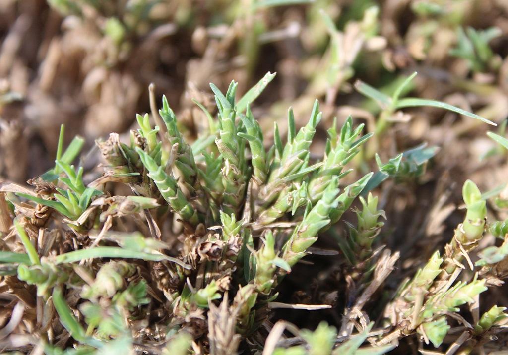 Couchgrass Mite damage 
