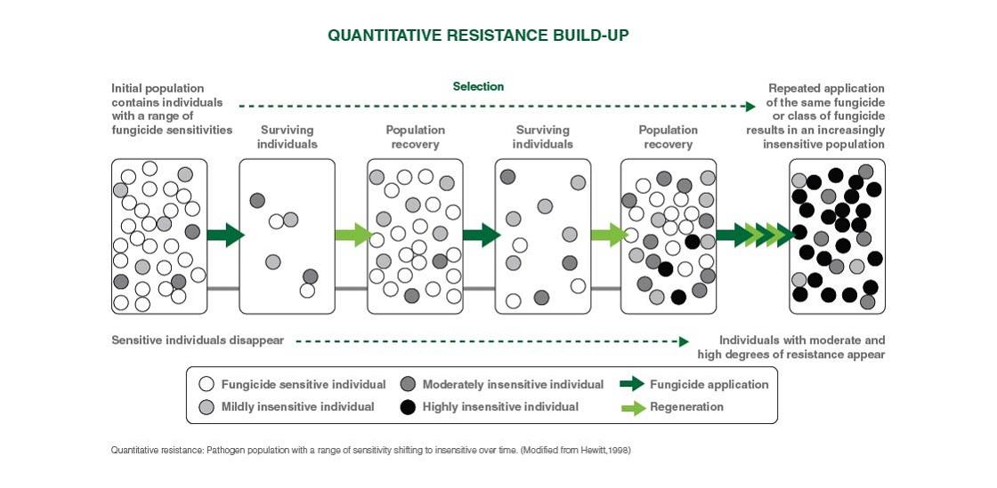 Quantitative pathogen population diagram