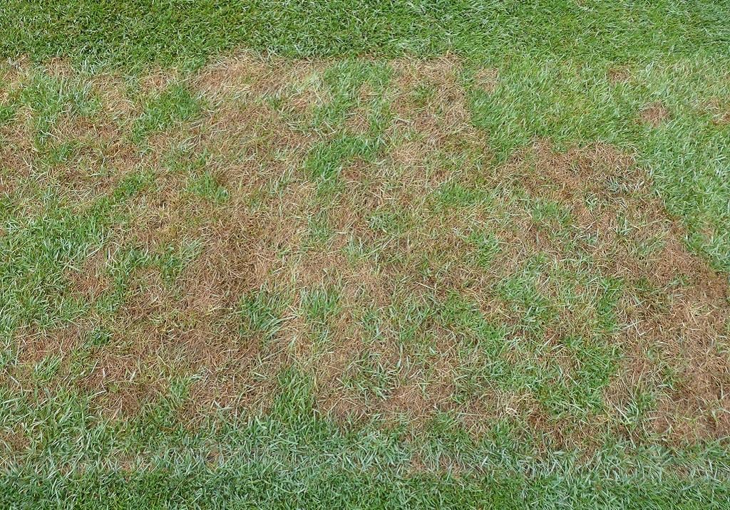 Pythium damage