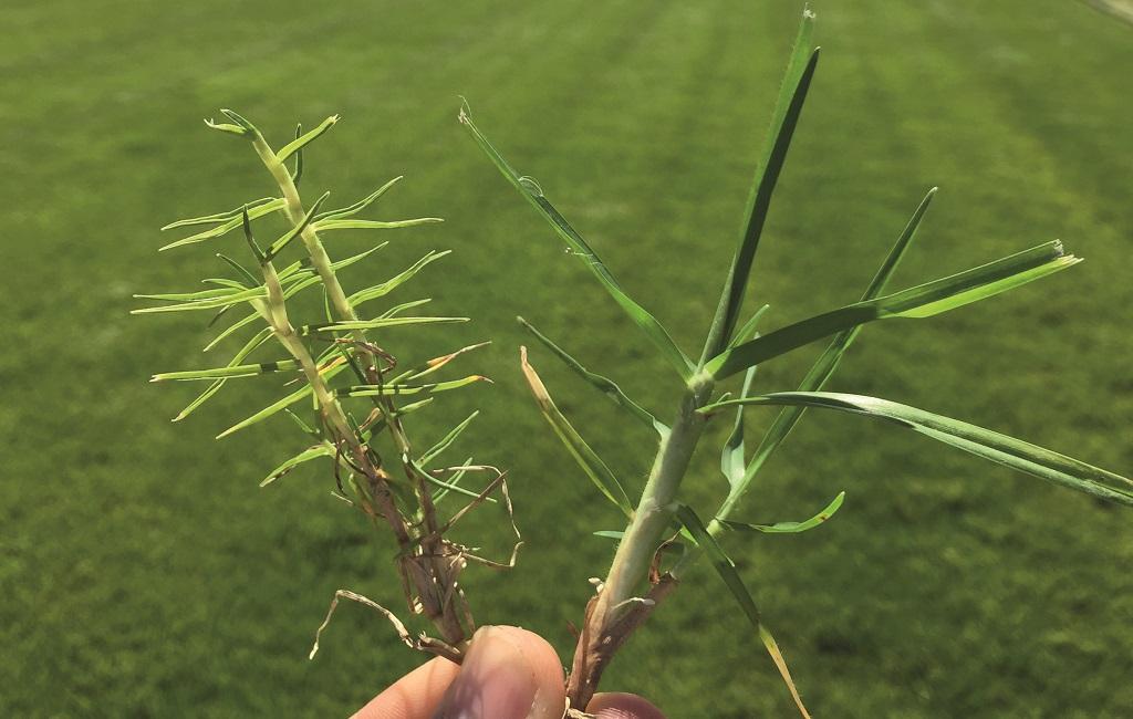 Mite affected Kikuyu on left with stunting and discolouring and healthy Kikuyu on right.