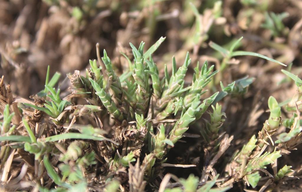 Porpoising - compressed leaf sheathes with short fattened leaves under heavy mite infestation.