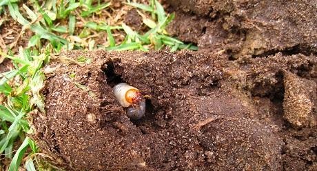 Beetle grub destroying grass roots 