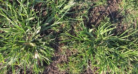 Crows Foot Grassy Weed in Turf