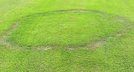 Type I Fairy Ring Disease, image from UK