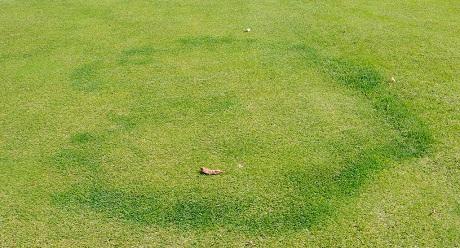 Type II Fairy Ring Disease, image from UK