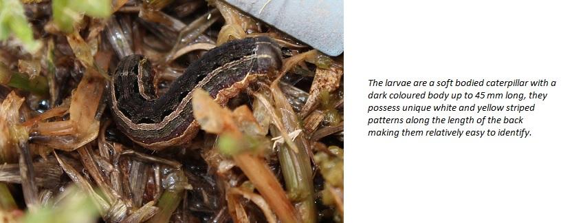 Lawn Armyworm with descriptor