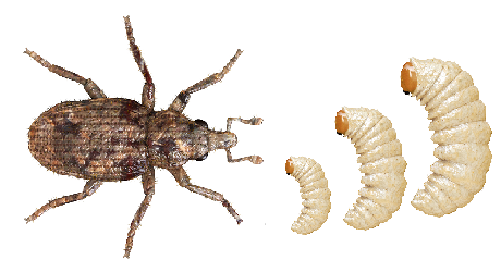 Stem Weevil Adult Larvae