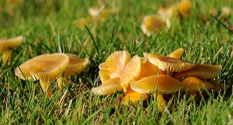 Type II Fairy Ring Disease, image from UIK