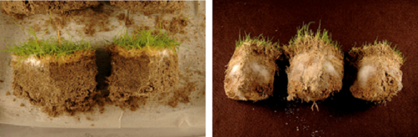 Fairy Ring mycelium