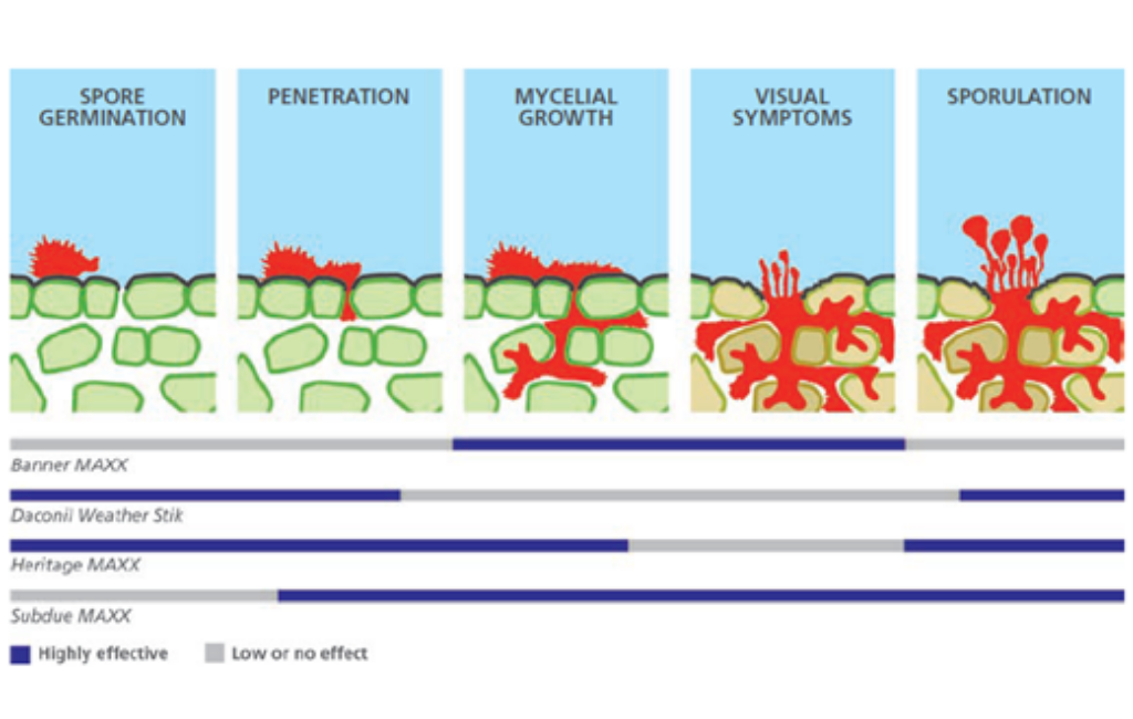 Disease Spore Germination