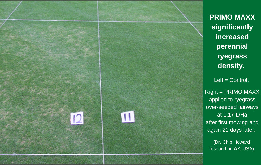 Primo Maxx on Ryegrass trial