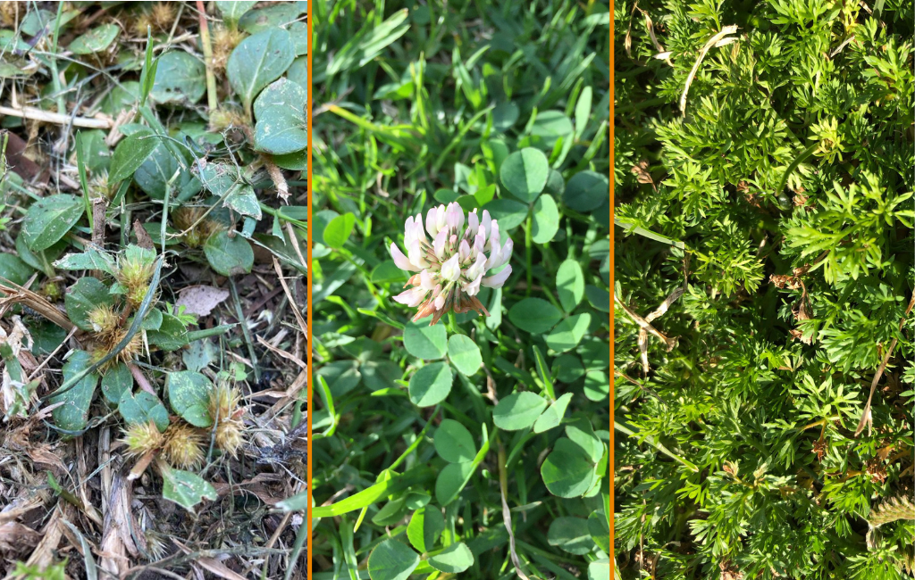 Khaki Clover & Bindii weeds