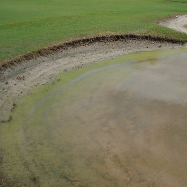 Flooded Turf Grass