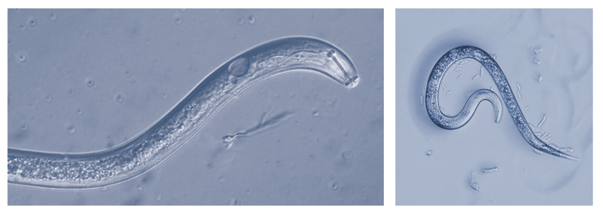 nematodess1and2