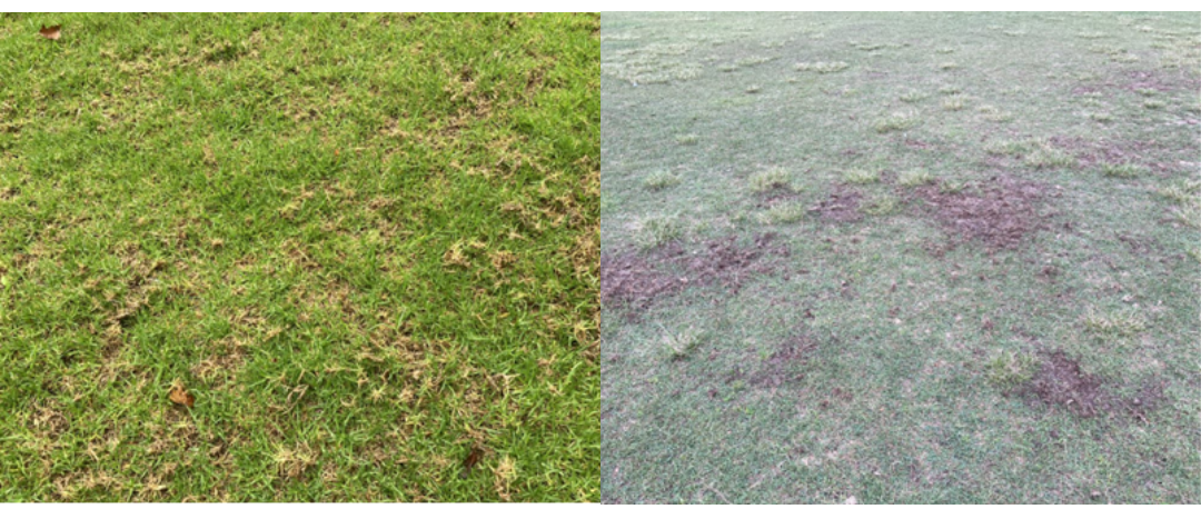 Figure 4: Adult Black Beetle damage in Kikuyu (left) and in Couch (right) from foraging birds.
