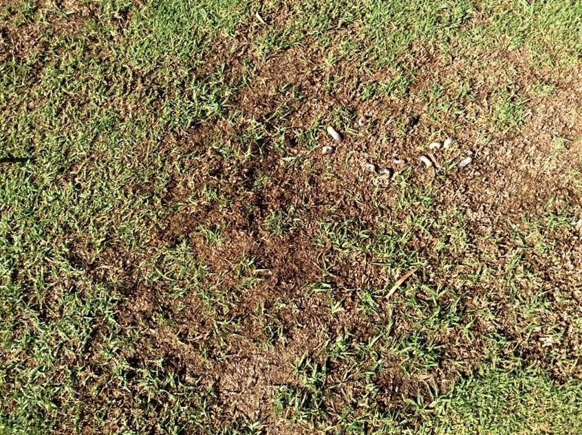 Turf damage from African Black Beetle larvae, or white grubs.
