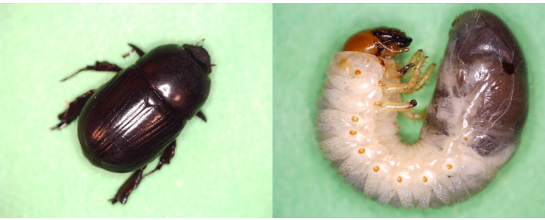 African Black Beetle adult (left) and larvae (right).